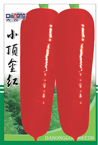 小顶金红